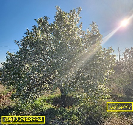 طبیعت در باغشهر آرین